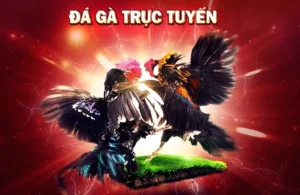 Hướng Dẫn Chơi Đá Gà WS168 Tại WIN55: Chi Tiết Từ A-Z